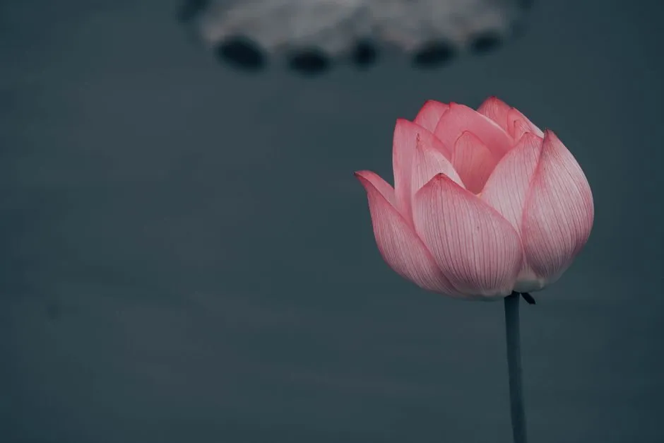 Bông sen hồng trên mặt hồ yên tĩnh